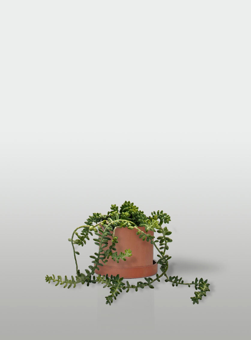 SEDUM BURRITO MACETA TERRACOTA CON PLATO