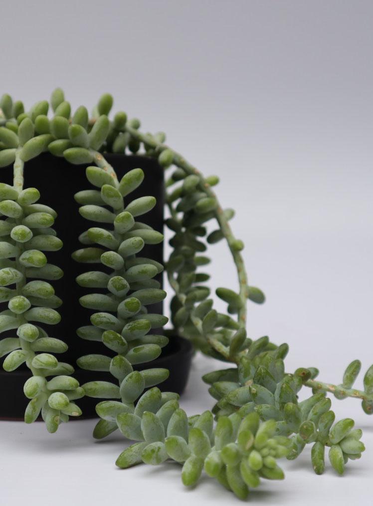 SEDUM BURRITO _ LYRATA CASA DE PLANTAS