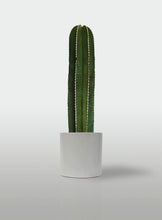Cargar imagen en el visor de la galería, Cactus Órgano