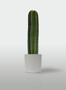 Cactus Órgano