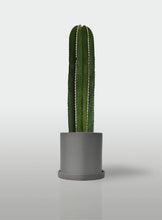 Cargar imagen en el visor de la galería, Cactus Órgano