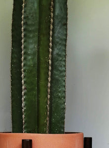 Cactus Órgano