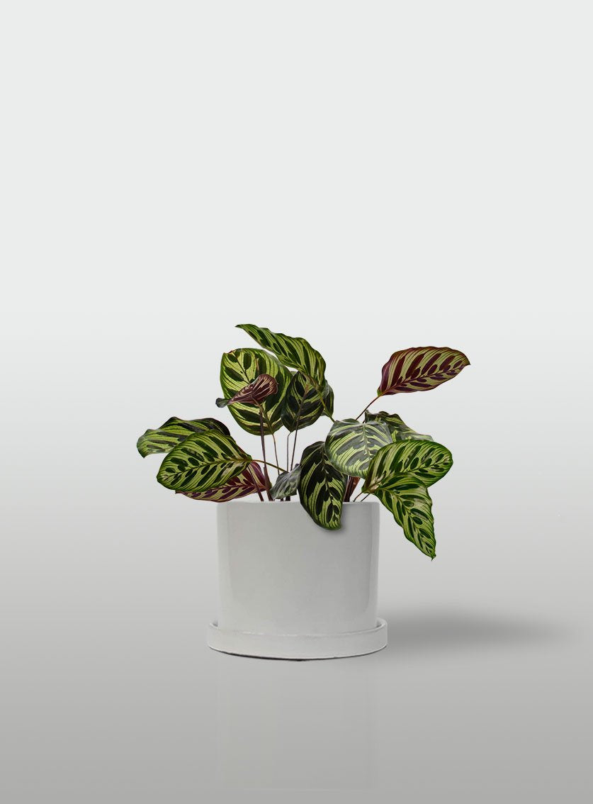 CALATEA MACETA BLANCA CON PLATO