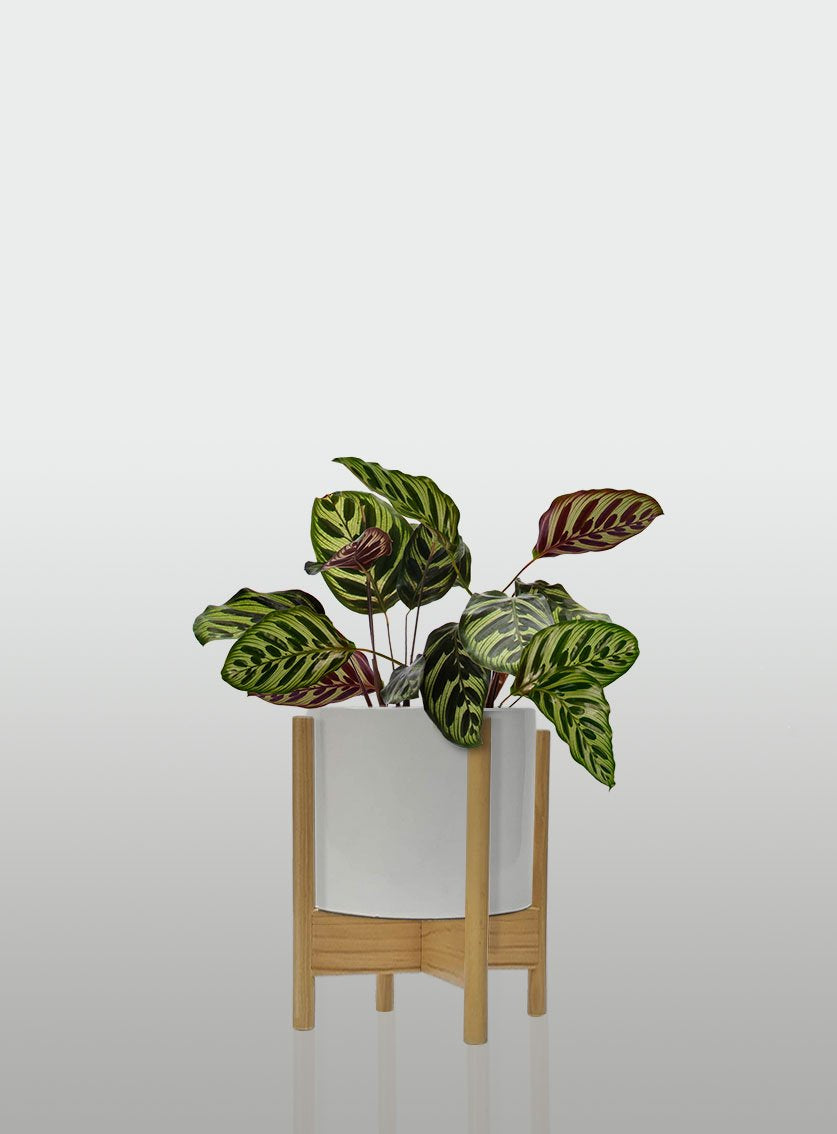 CALATEA MACETA BLANCA BASE MAPLE