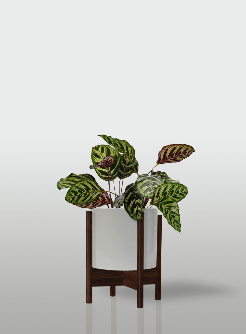 CALATEA MACETA BLANCA BASE NOGAL