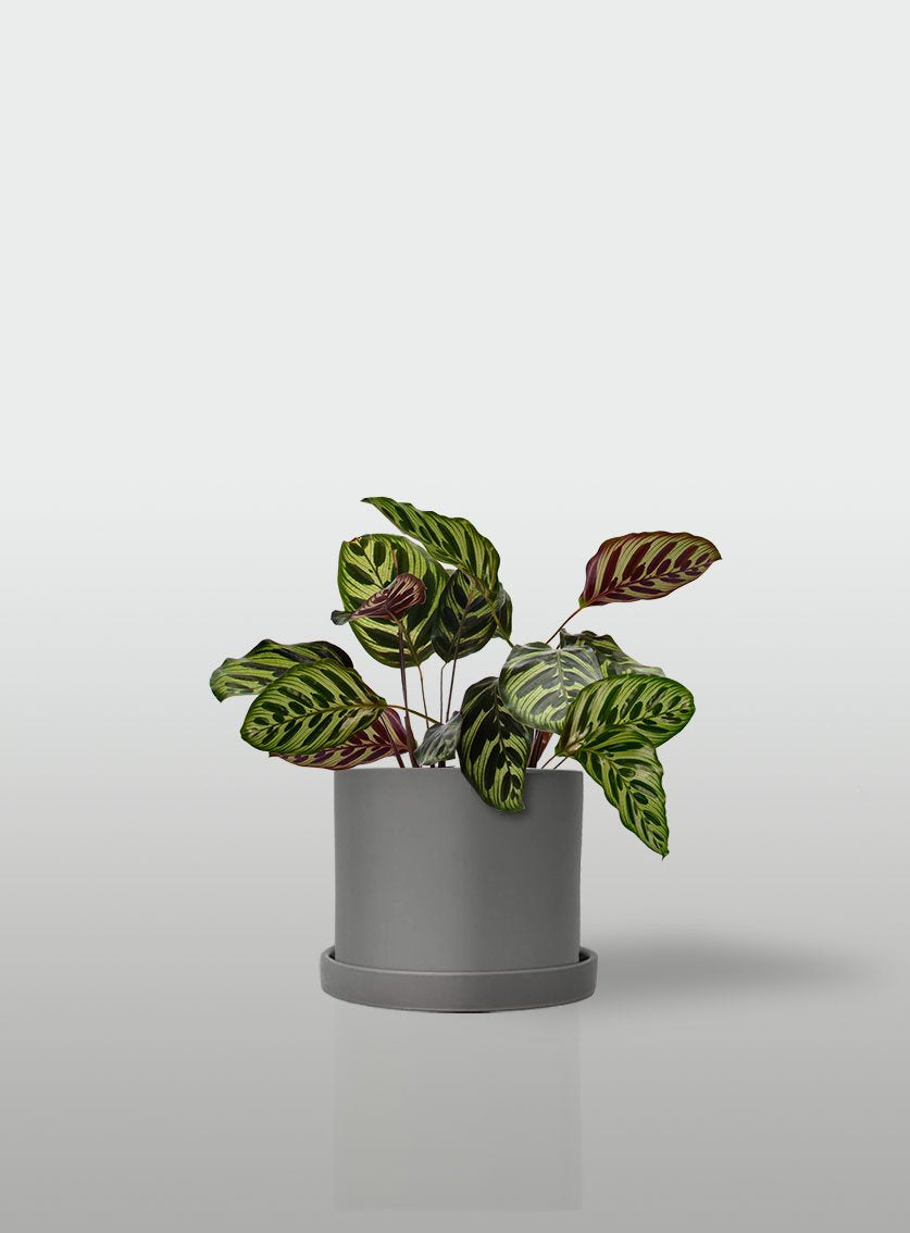 CALATEA MACETA GRIS CON PLATO