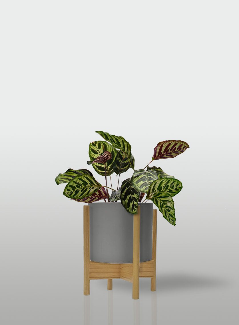 CALATEA MACETA GRIS BASE MAPLE