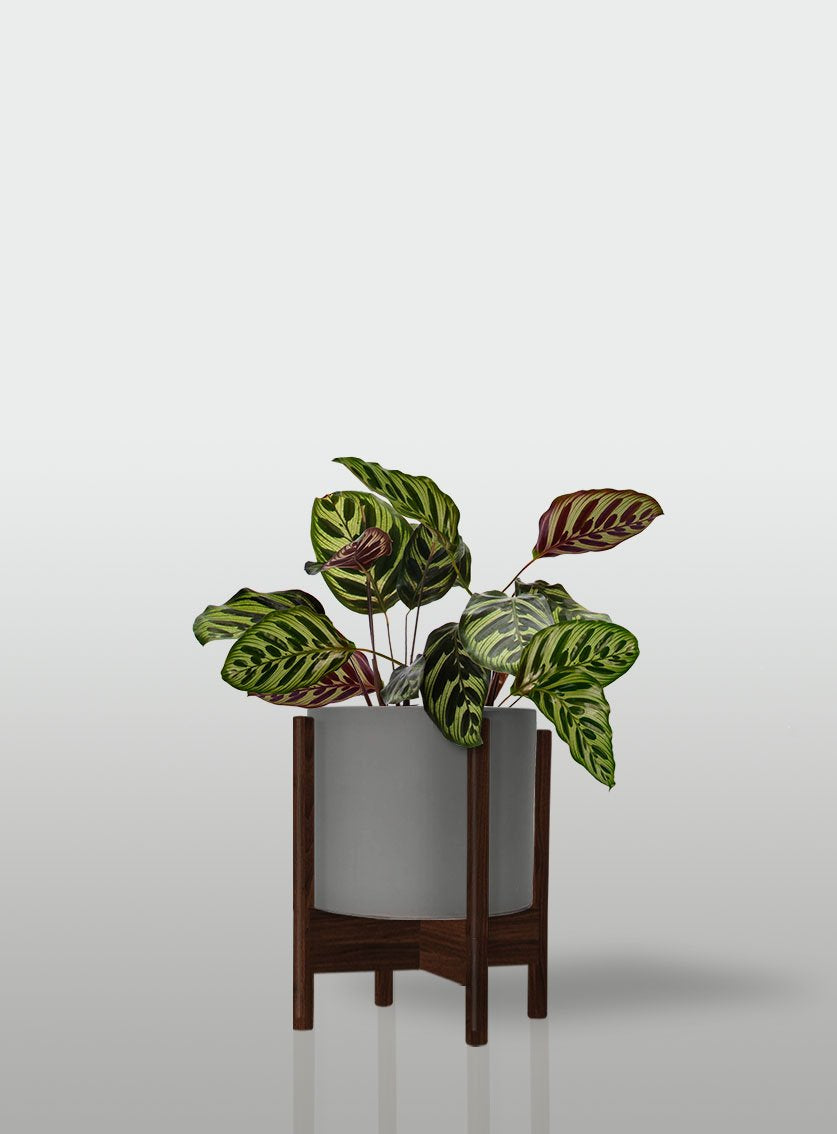 CALATEA MACETA GRIS BASE NOGAL