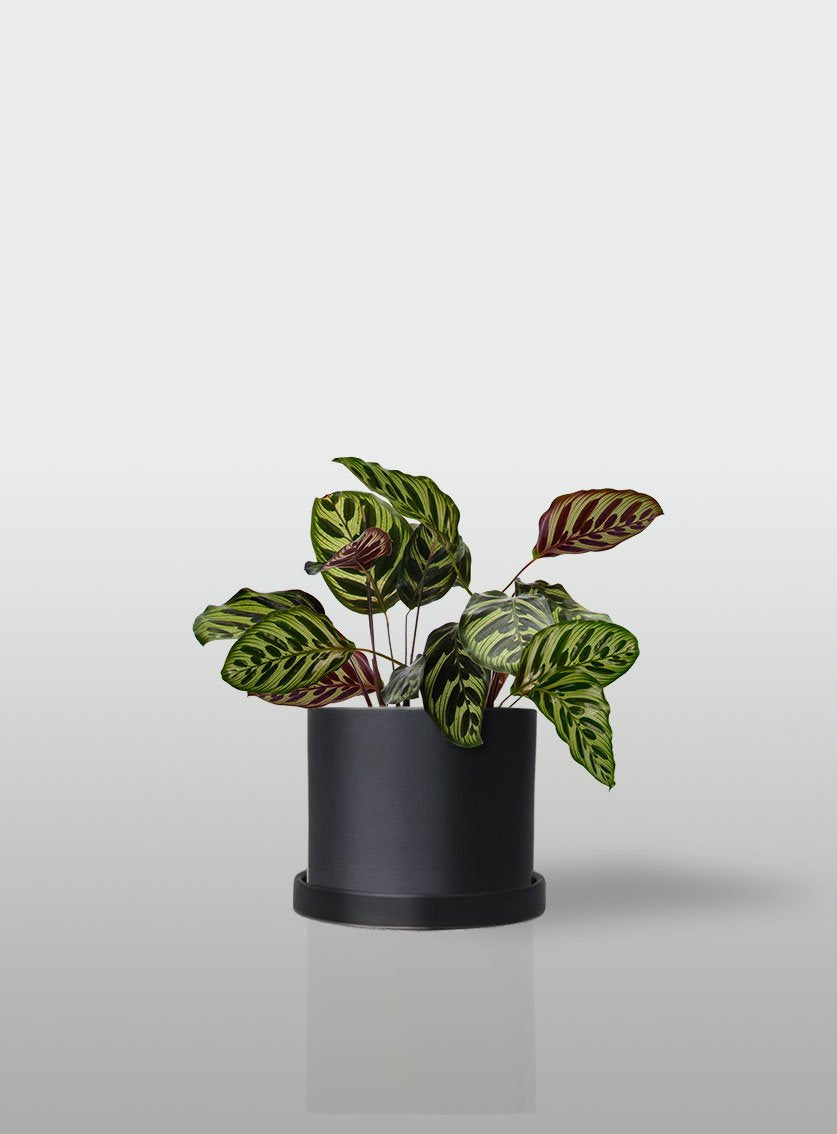 CALATEA MACETA NEGRA CON PLATO