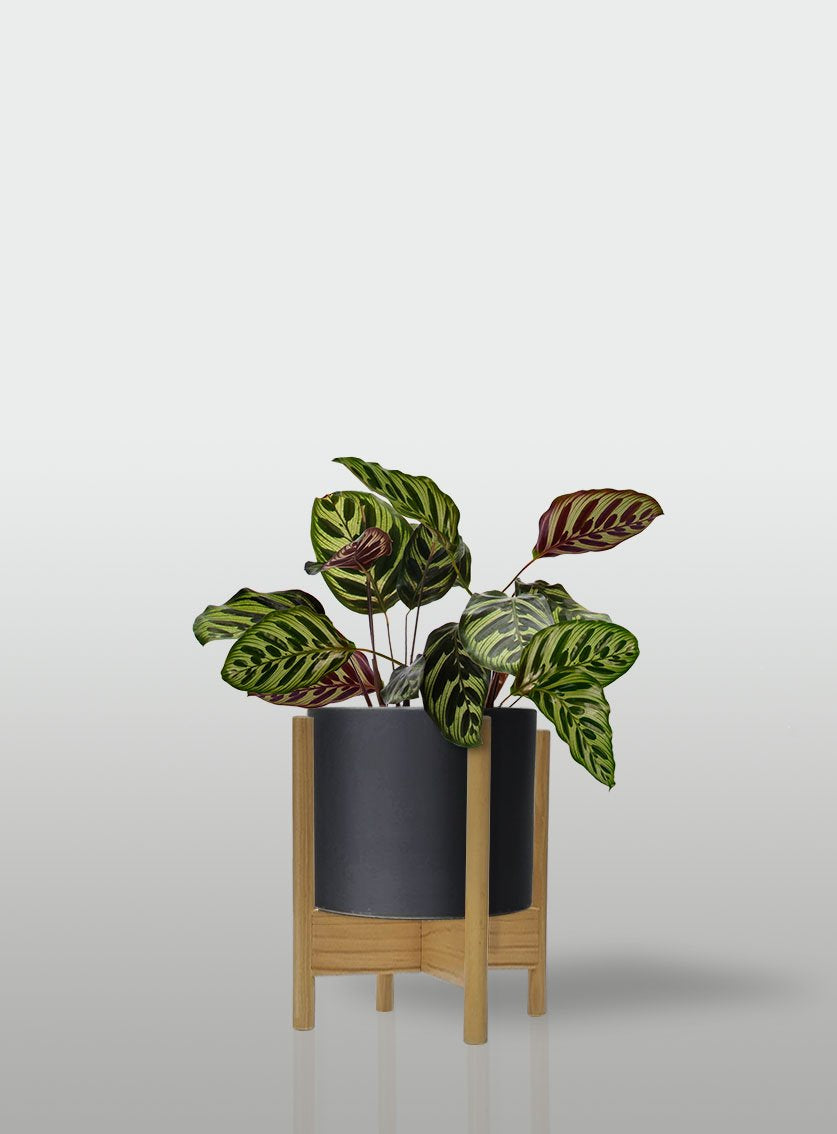 CALATEA MACETA NEGRA BASE MAPLE