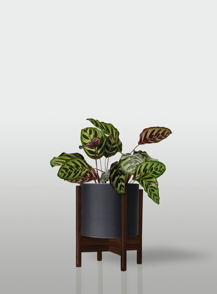 CALATEA MACETA NEGRA BASE NOGAL