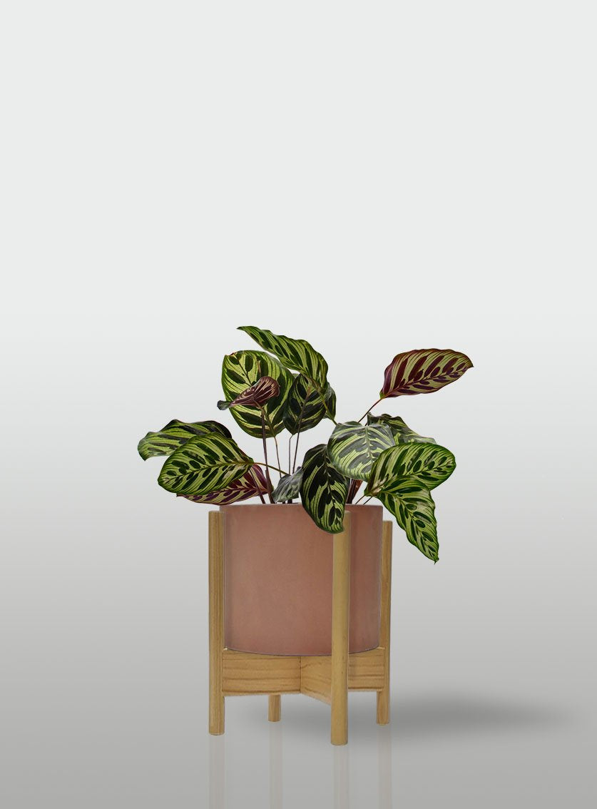 CALATEA MACETA TERRACOTA BASE MAPLE