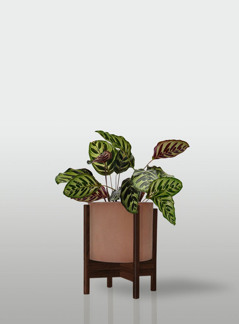 CALATEA MACETA TERRACOTA BASE NOGAL
