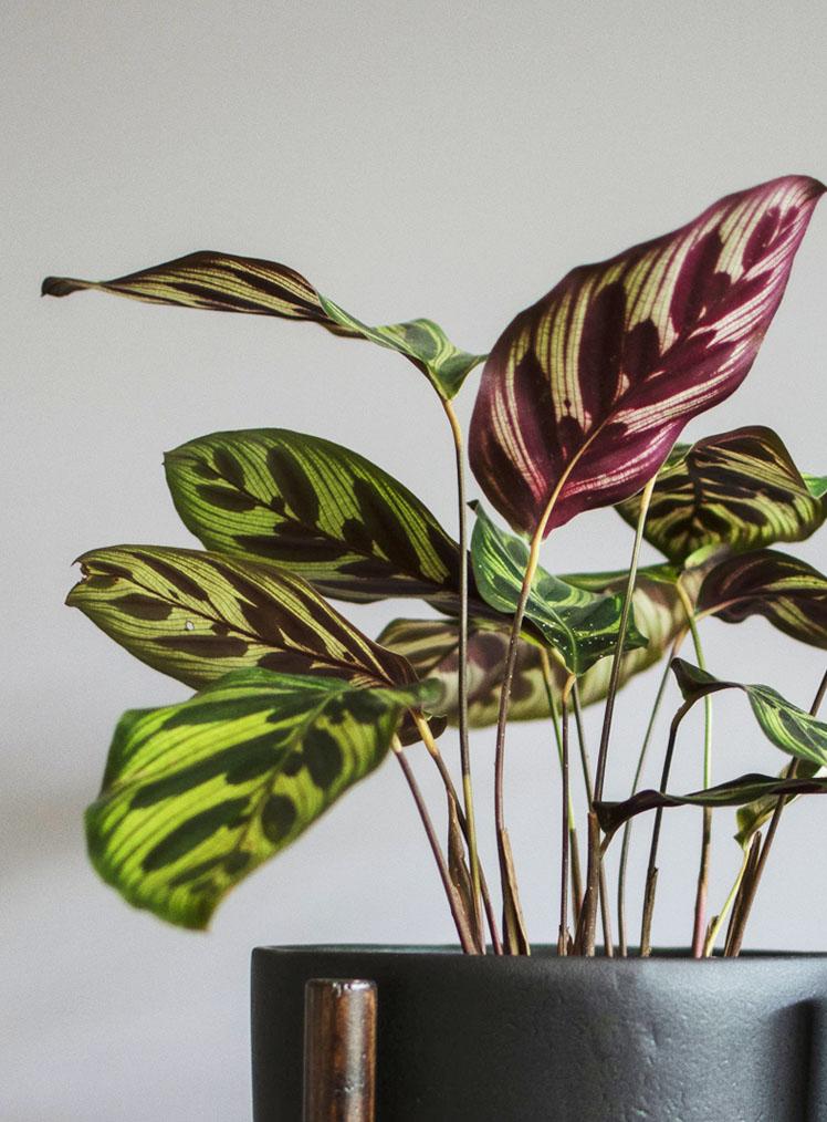 CALATEA _ LYRATA CASA DE PLANTAS