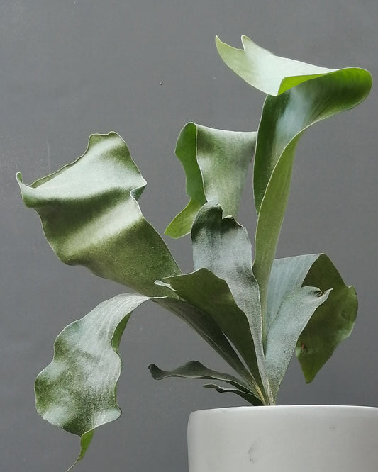 Helecho Cuerno de Alce