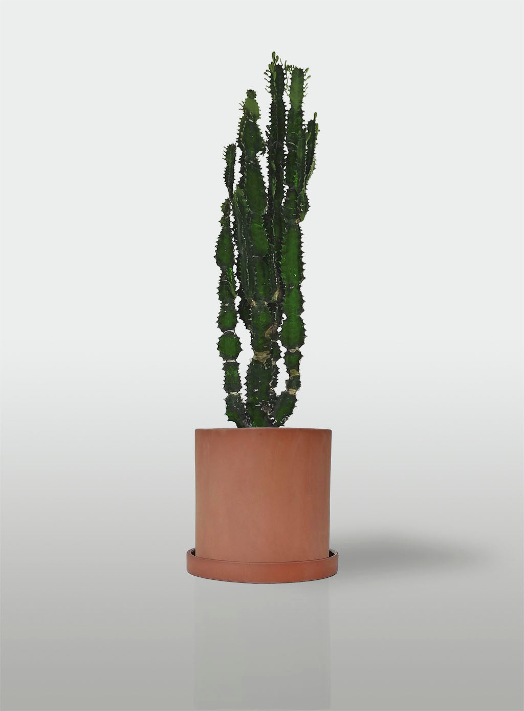 Cactus Catedral