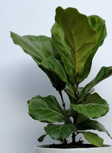 Ficus Lyrata / Pandurata