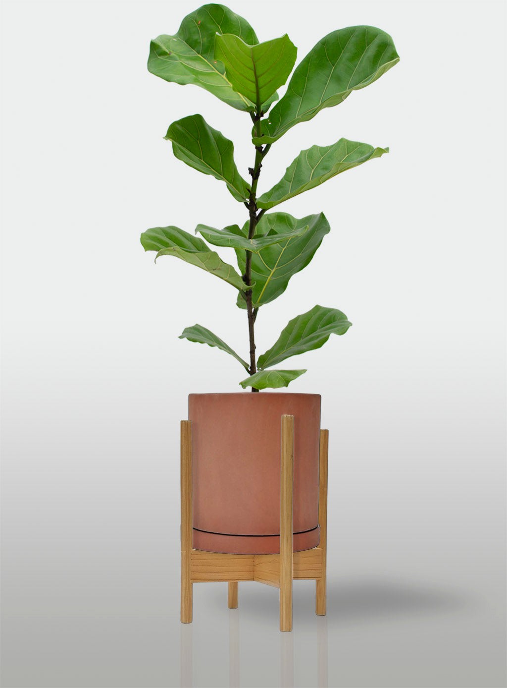 Ficus Lyrata