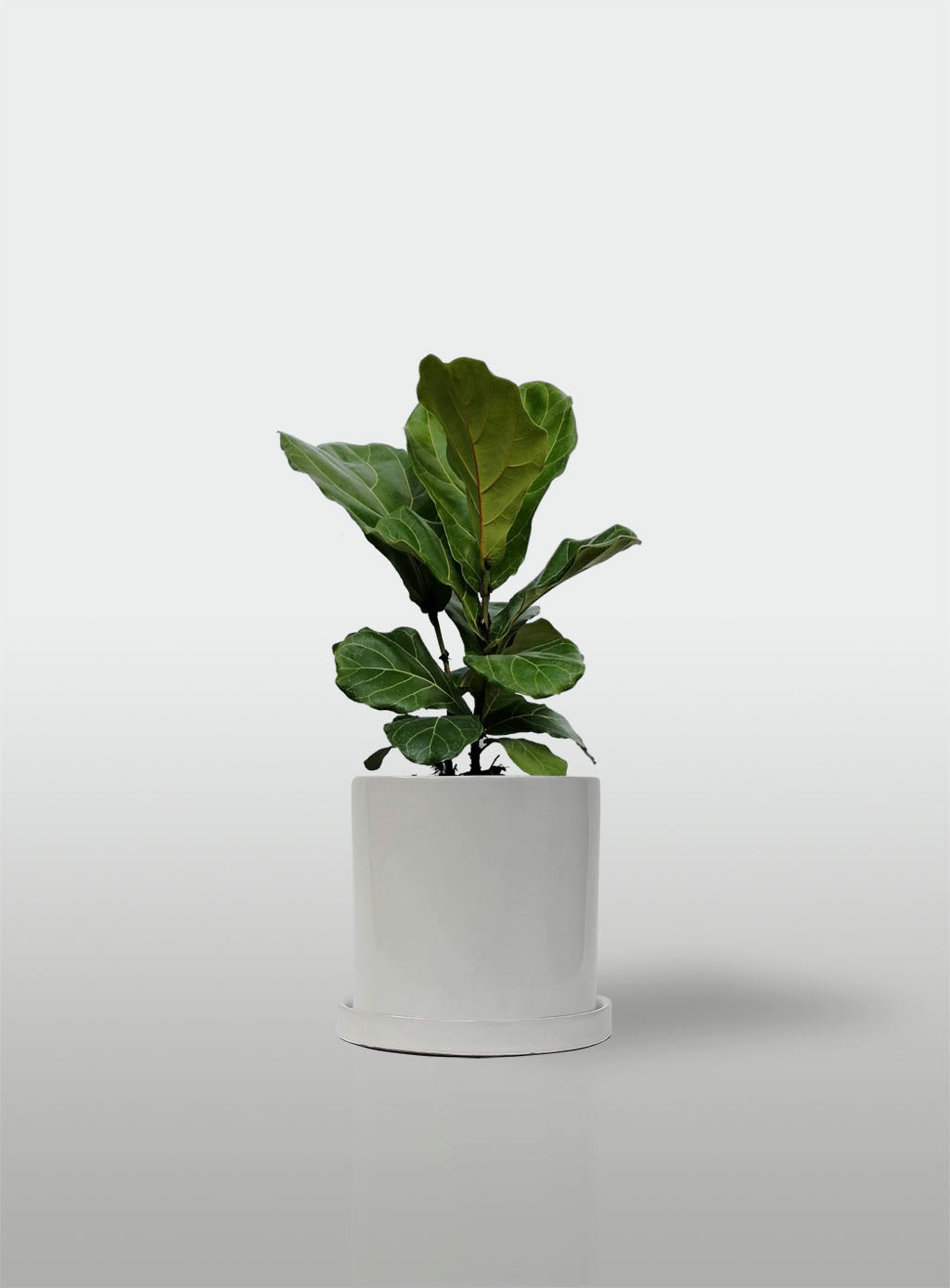 Ficus Lyrata / Pandurata