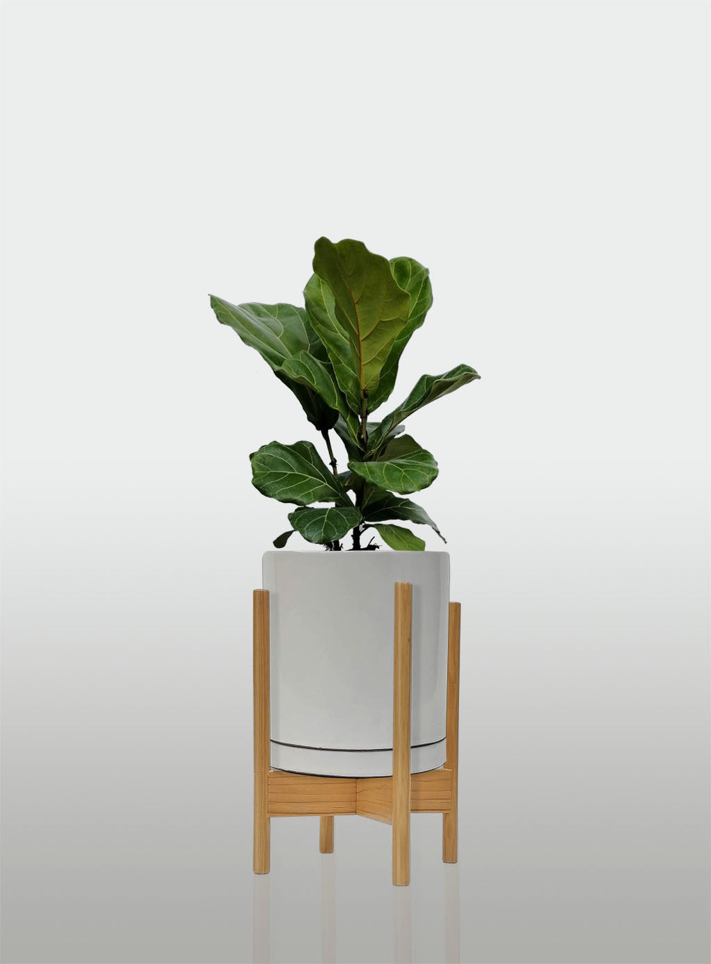 Ficus Lyrata / Pandurata