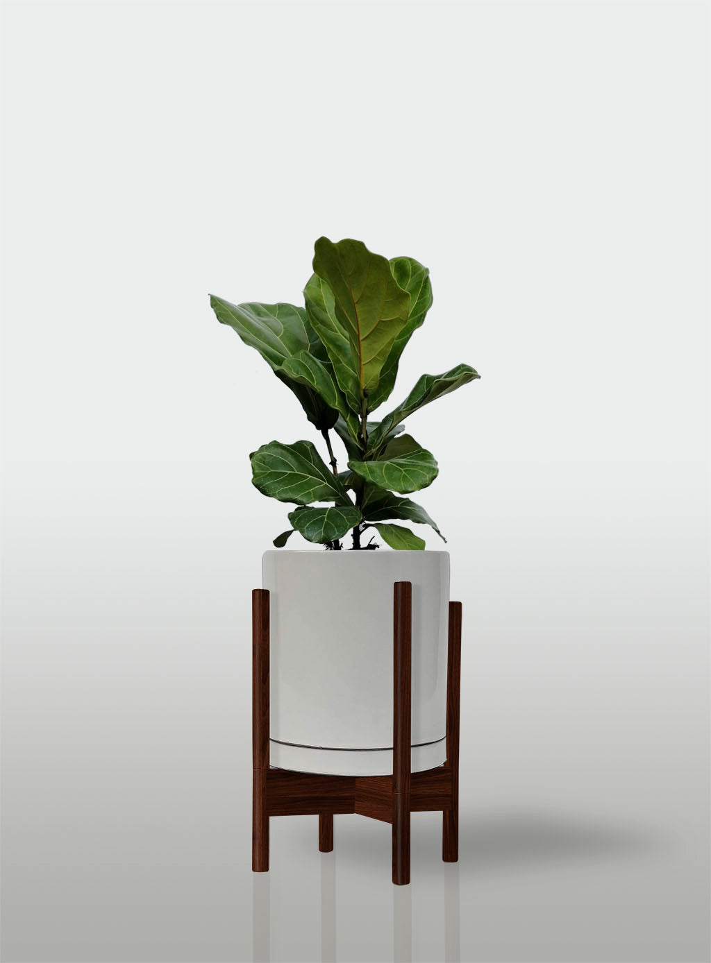 Ficus Lyrata / Pandurata