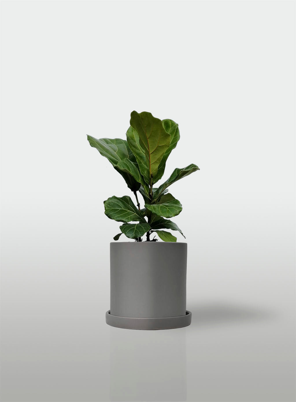 Ficus Lyrata / Pandurata