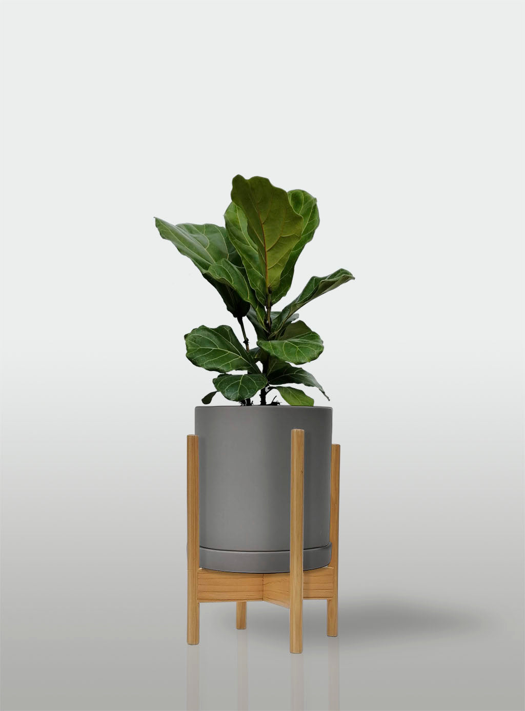 Ficus Lyrata / Pandurata