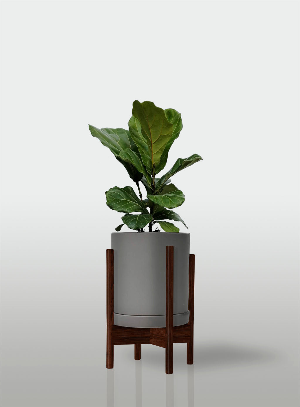 Ficus Lyrata / Pandurata