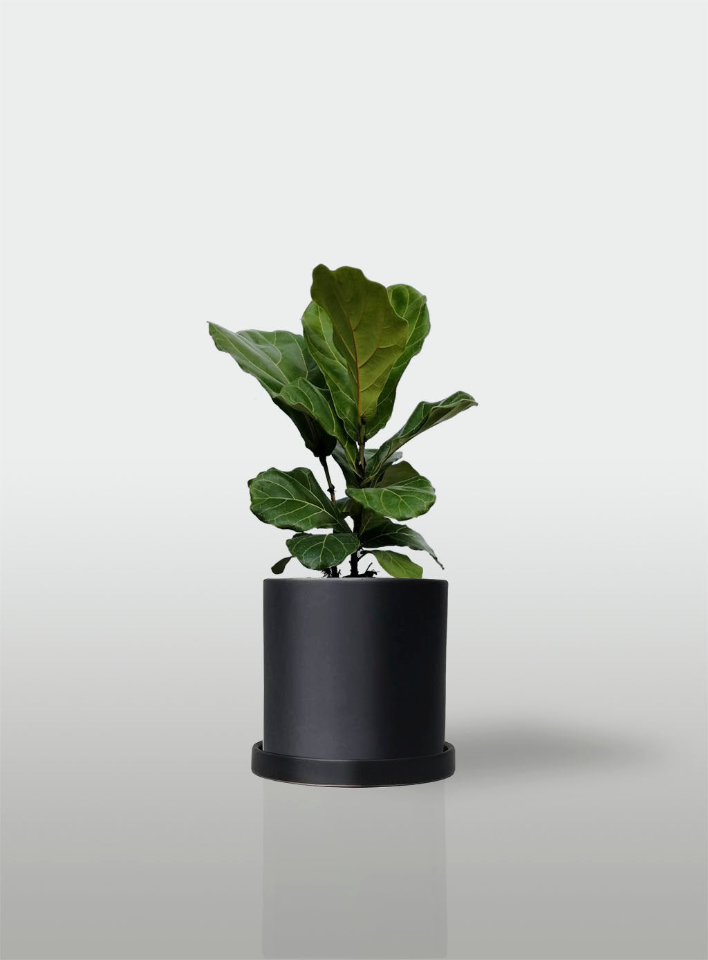 Ficus Lyrata / Pandurata