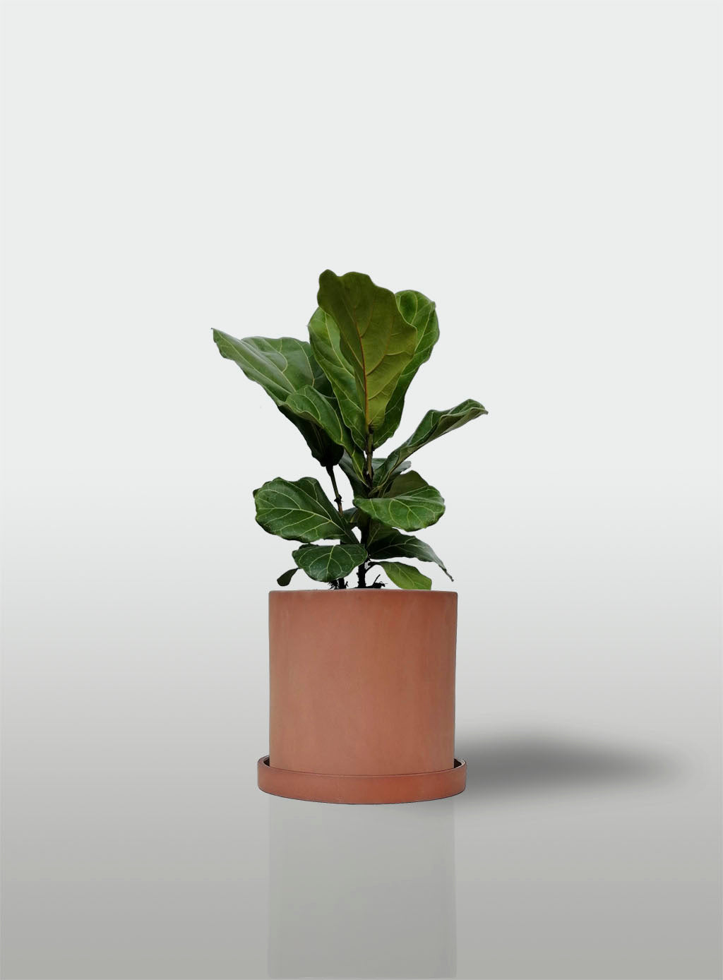 Ficus Lyrata / Pandurata