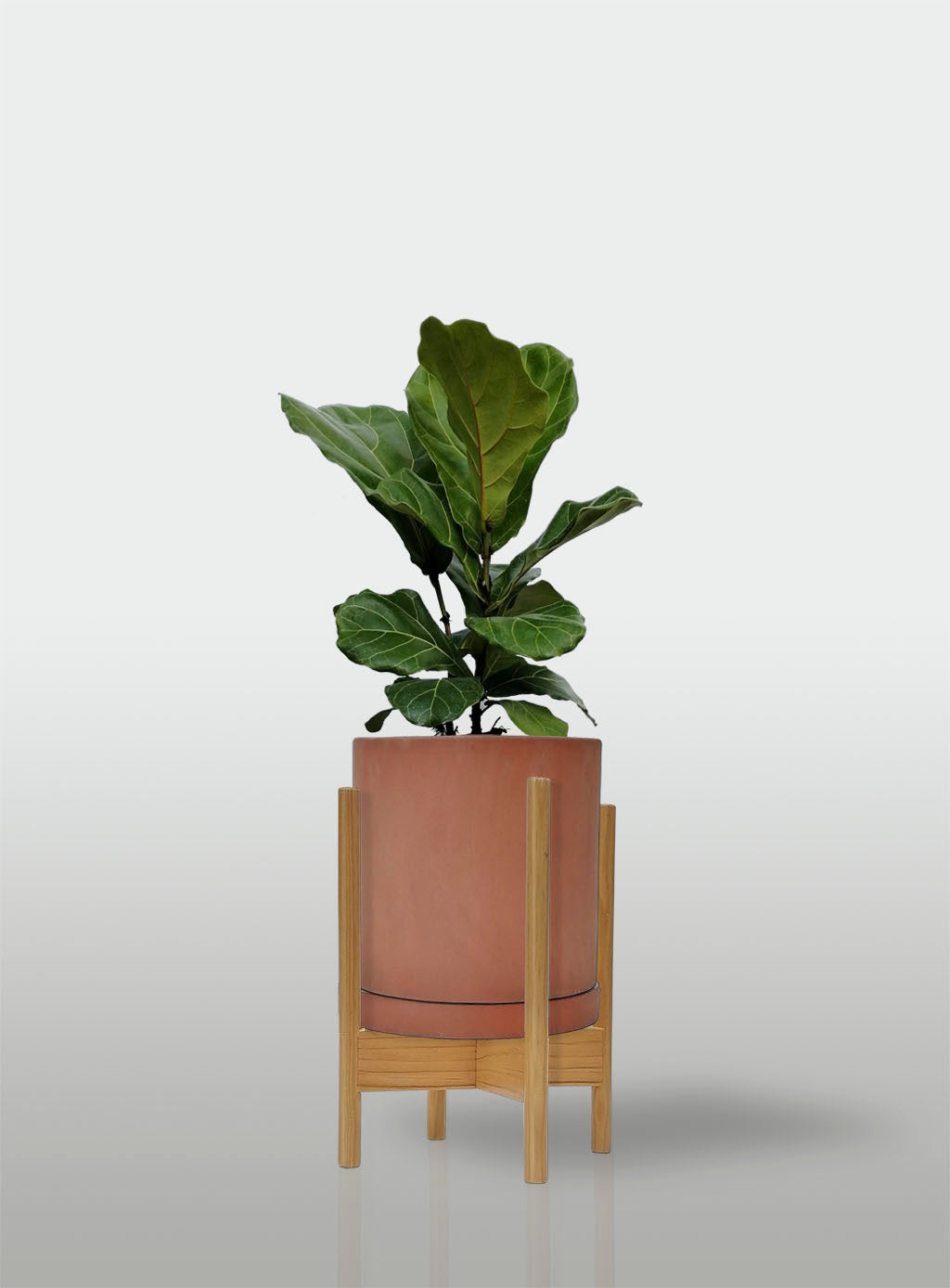 Ficus Lyrata / Pandurata