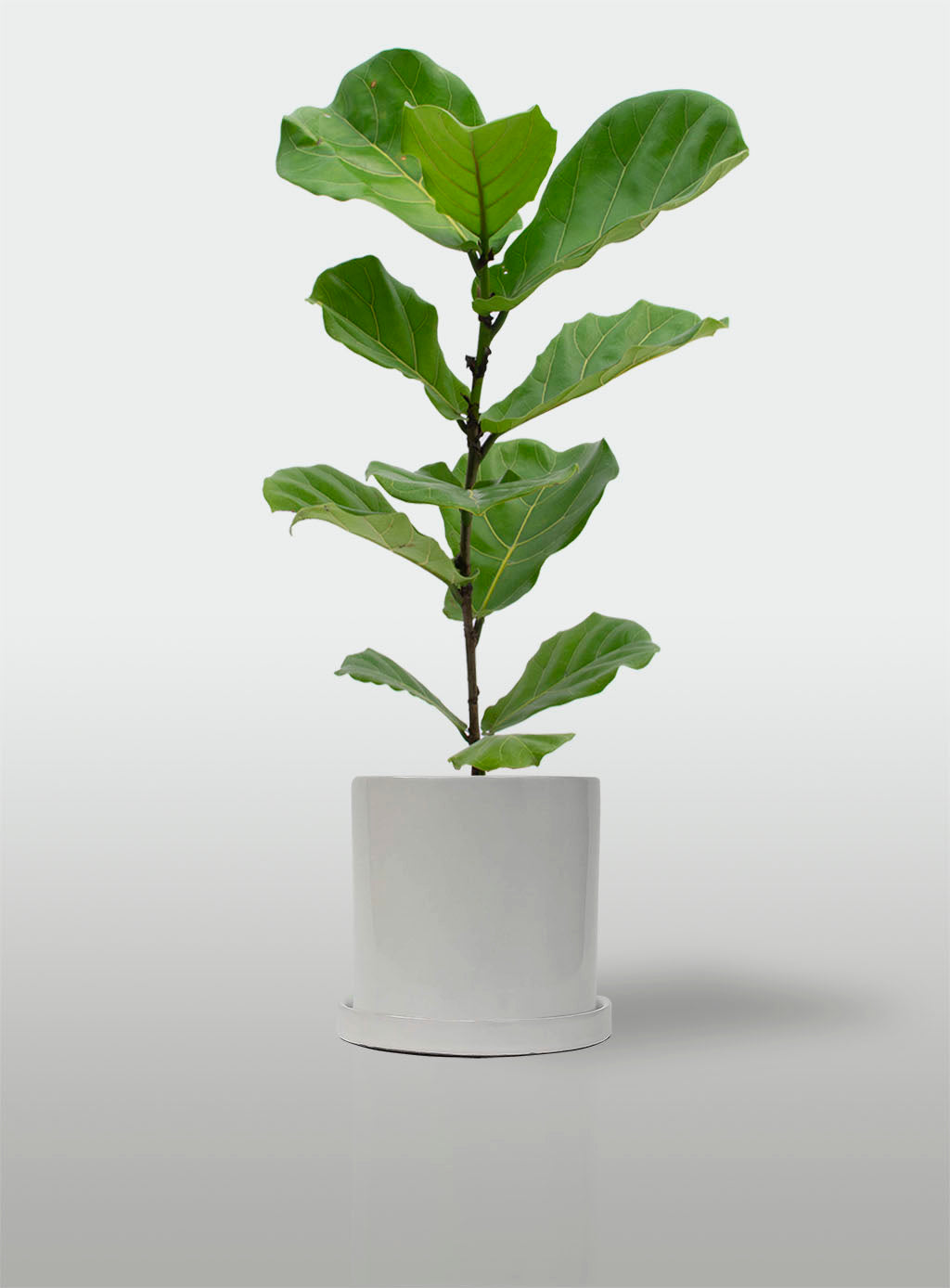 FICUS LYRATA EN MACETA BLANCA MINIMAL CON PLATO