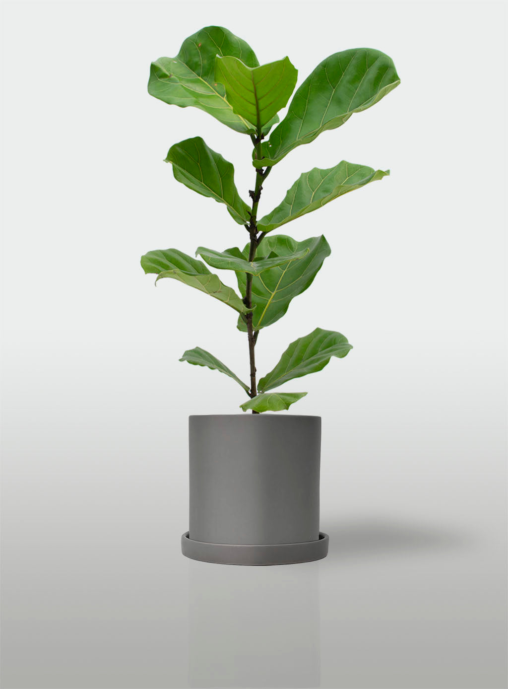FICUS LYRATA EN MACETA GRIS CON PLATO