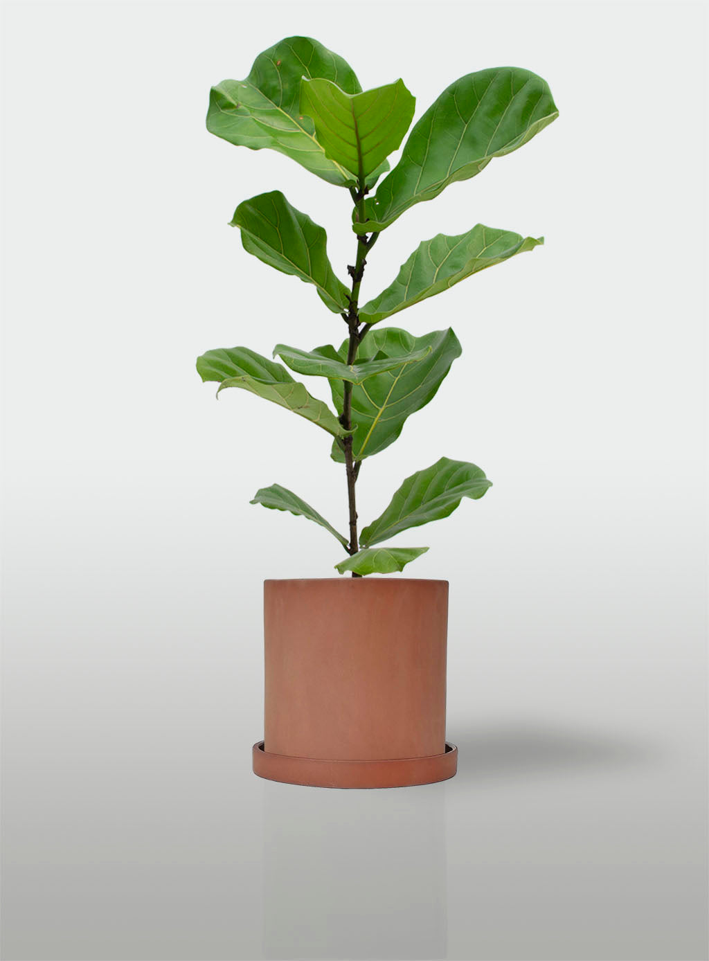 FICUS LYRATA EN MACETA TERRACOTA CON PLATO