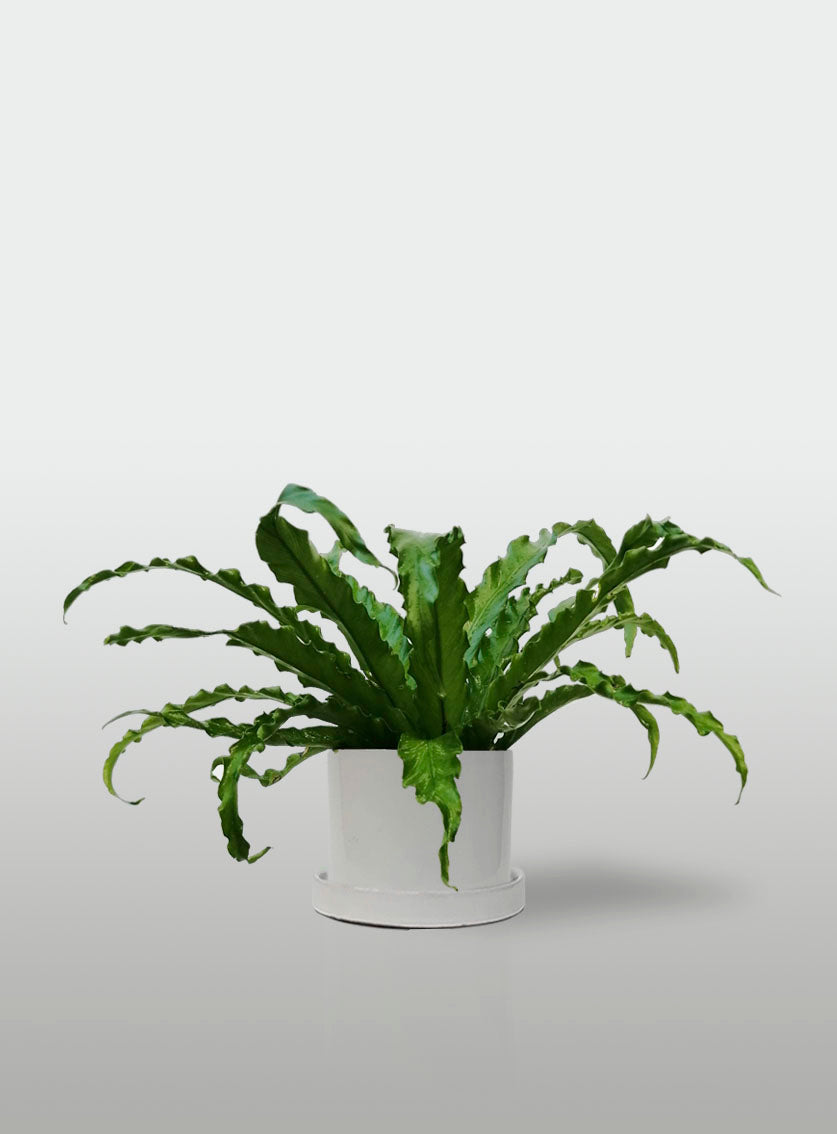 Helecho Nido de Ave Curly Mini