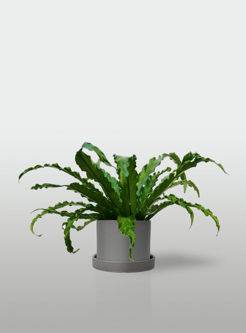 Helecho Nido de Ave Curly Mini