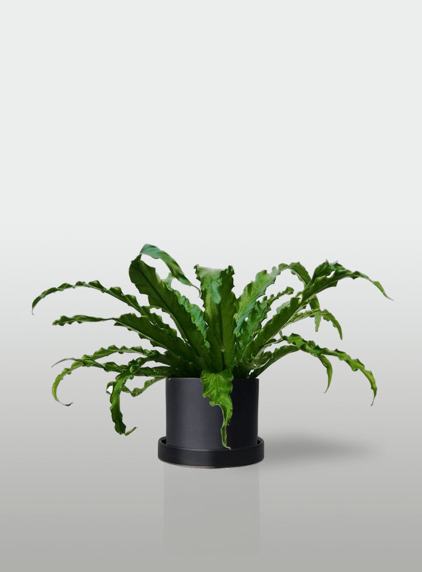 Helecho Nido de Ave Curly Mini