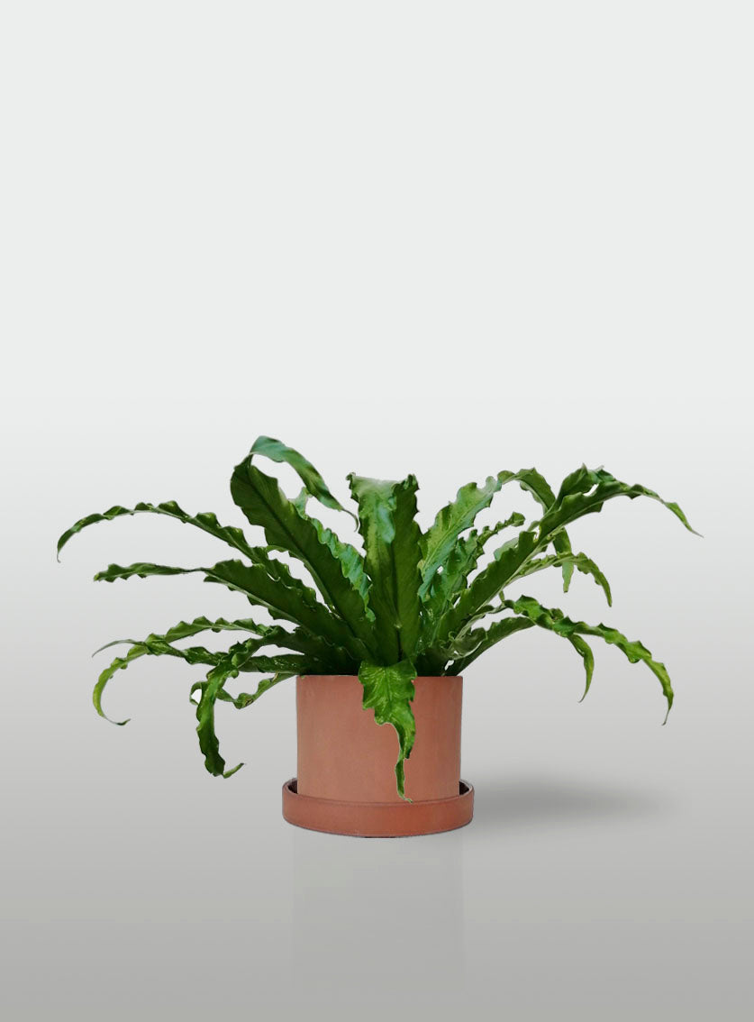 Helecho Nido de Ave Curly Mini