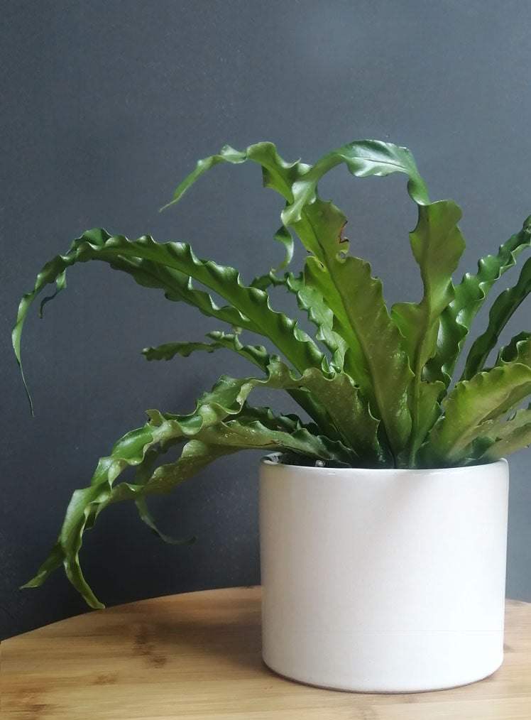 Helecho Nido de Ave Curly Mini