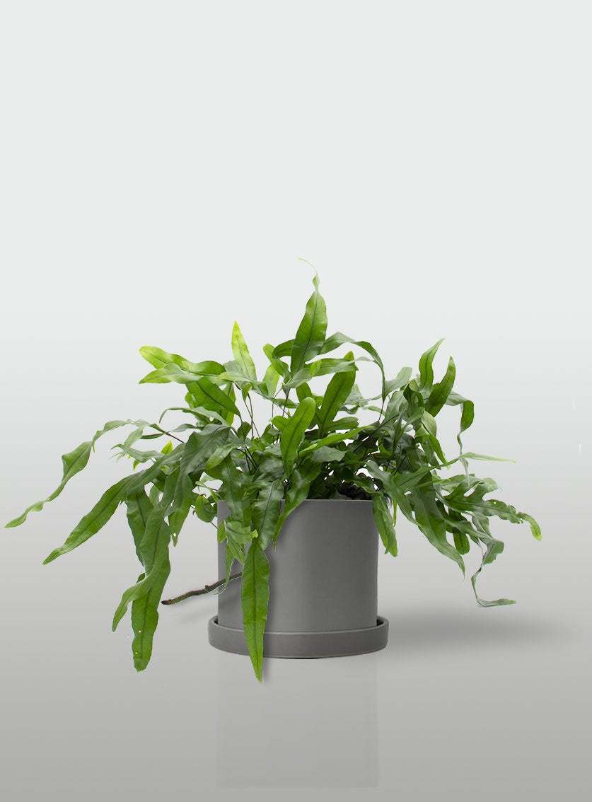 HELECHO CANGURO MACETA GRIS CON PLATO