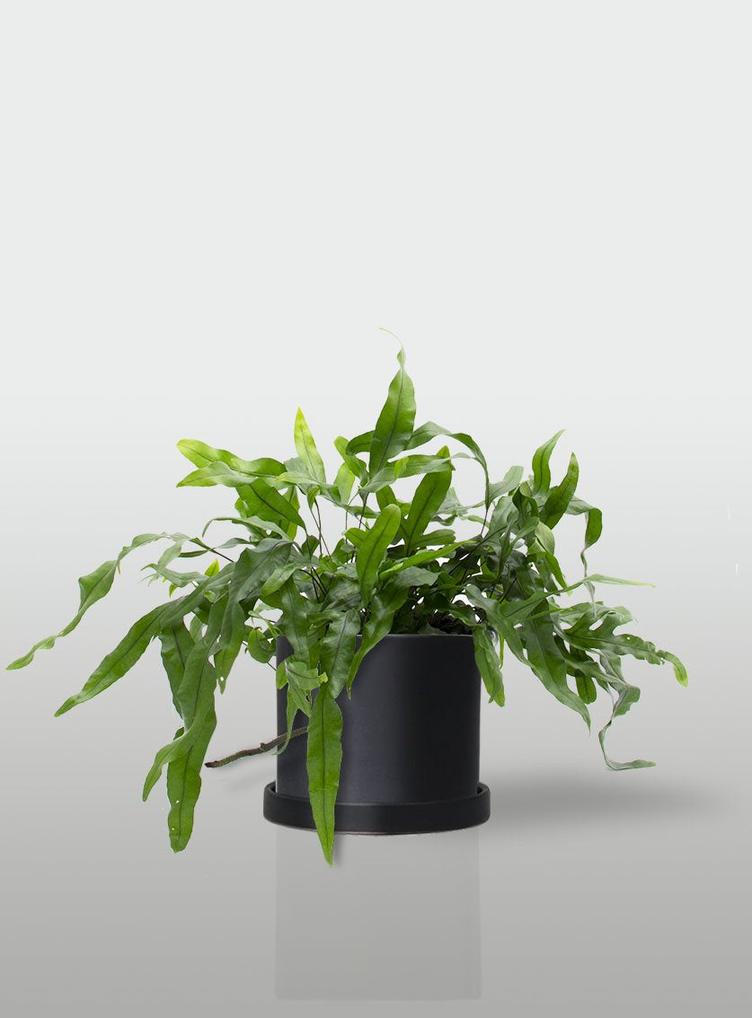 HELECHO CANGURO MACETA NEGRA CON PLATO