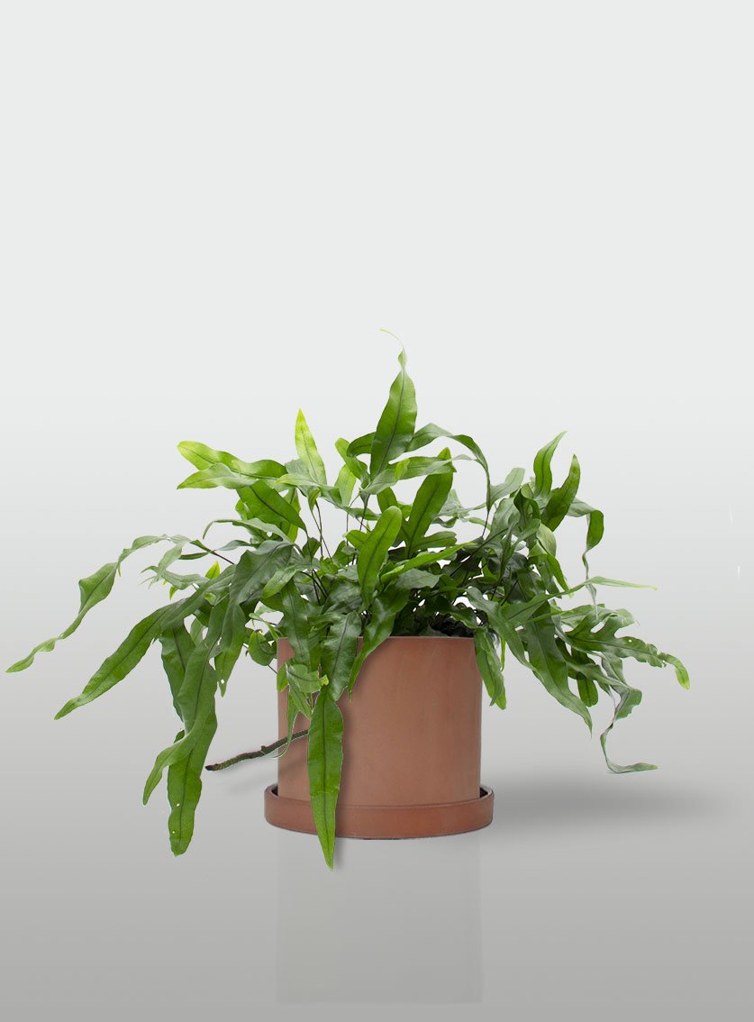 HELECHO CANGURO MACETA TERRACOTA CON PLATO