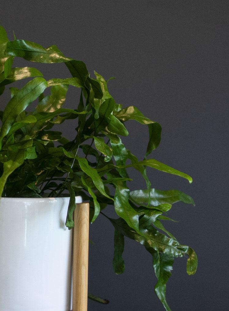 HELECHO CANGURO _ LYRATA CASA DE PLANTAS