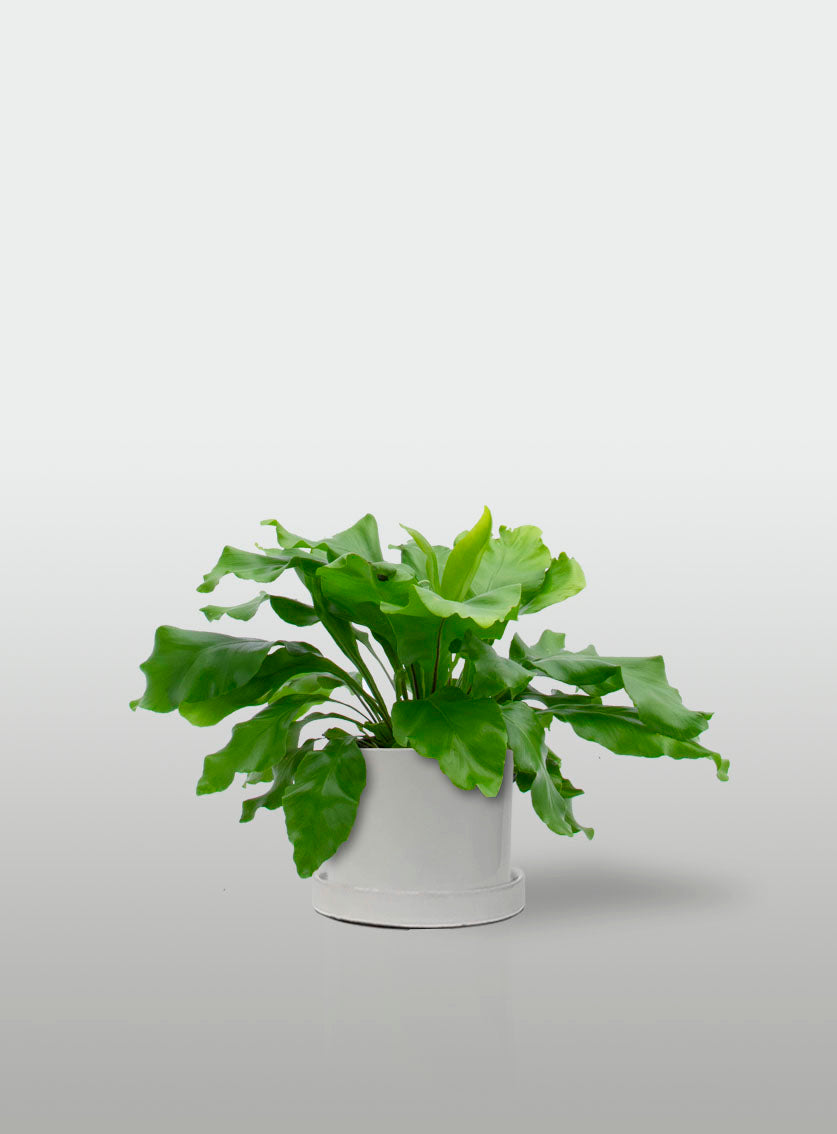 HELECHO NIDO DE AVE MINI MACETA BLANCA CON PLATO