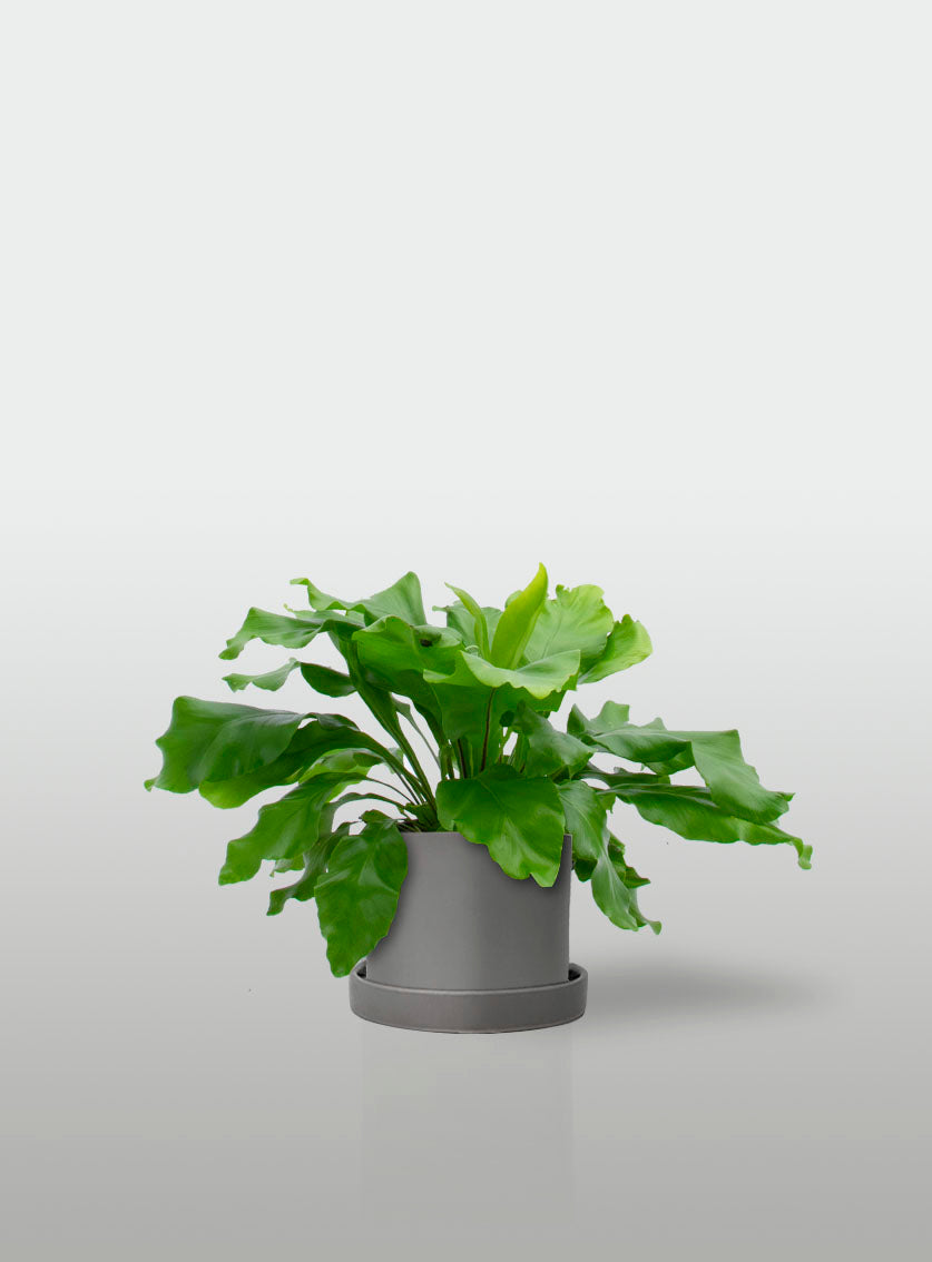 HELECHO NIDO DE AVE MINI MACETA GRIS CON PLATO