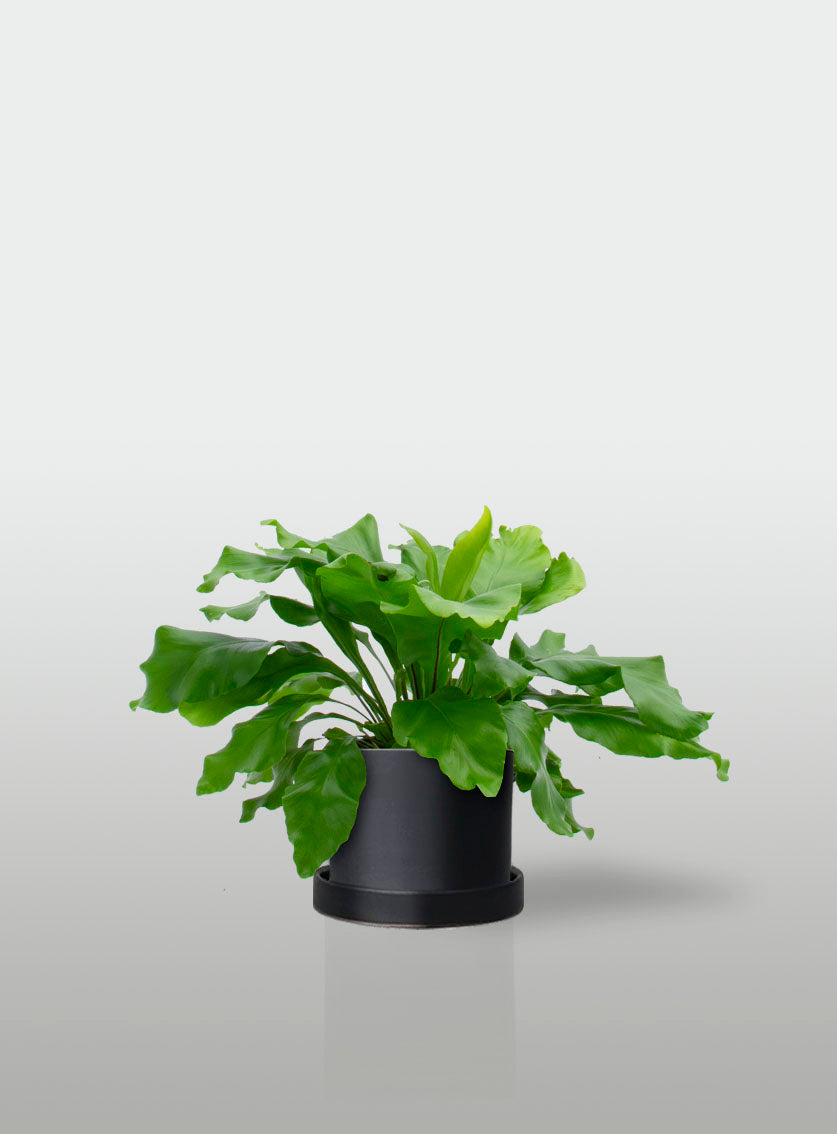 HELECHO NIDO DE AVE MINI MACETA NEGRA CON PLATO