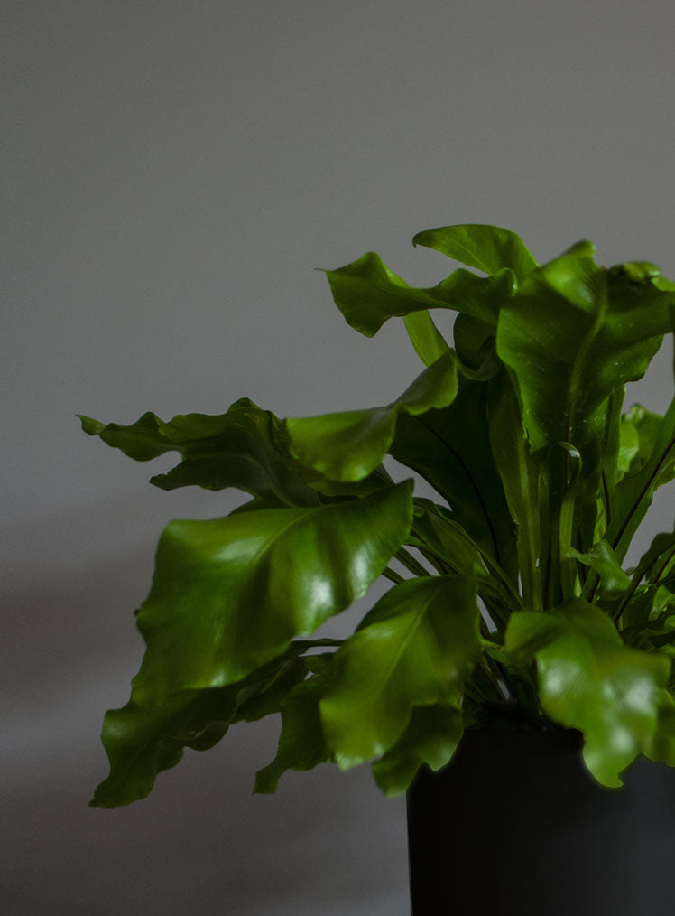 HELECHO NIDO DE AVE MINI_ LYRATA CASA DE PLANTAS