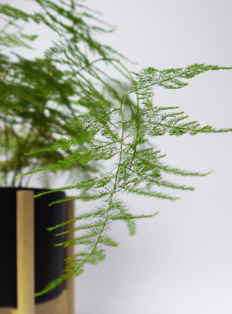 HELECHO PLUMOSO _ LYRATA CASA DE PLANTAS