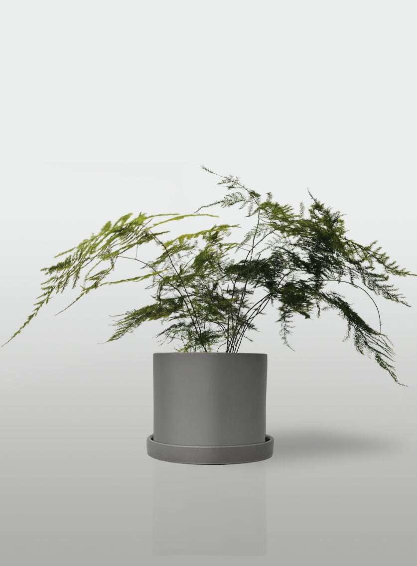 HELECHO PLUMOSO MACETA GRIS CON PLATO