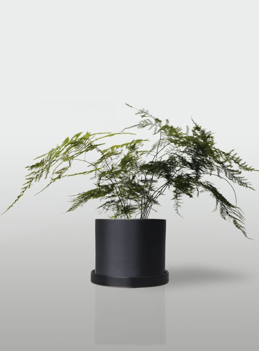 HELECHO PLUMOSO MACETA NEGRA CON PLATO